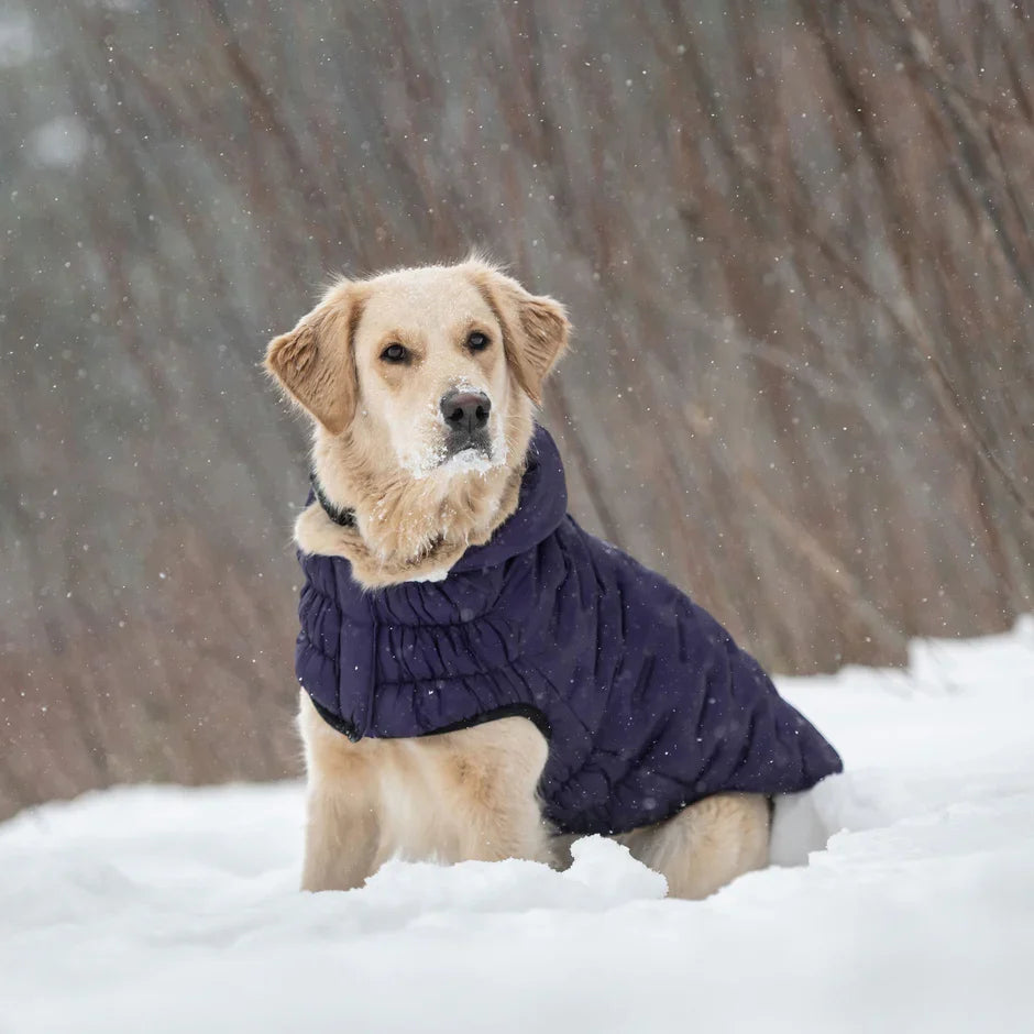 The Psychology of Dogs Wearing Clothes: Do Dogs Like Outfits?