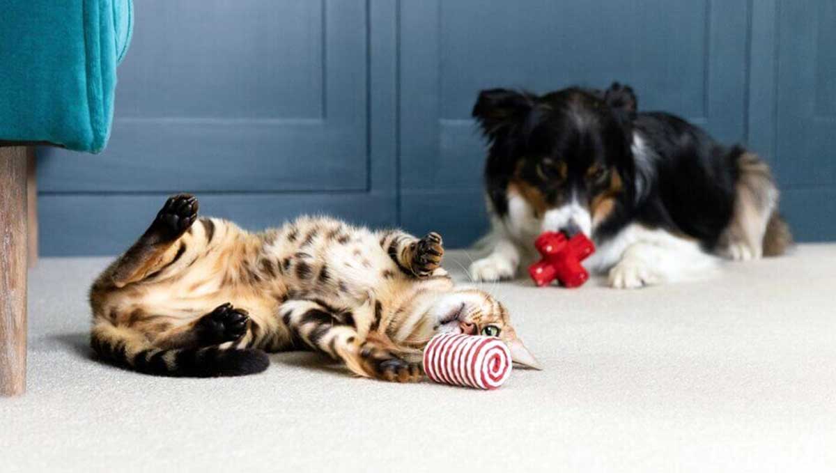 Do Dogs Like Cat Toys? The Psychology Behind Pet Toy Preferences
