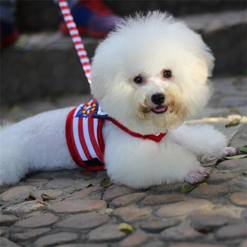BellyRub VIP Dog Fashion Harness & Lead Set – Chest Strap | Blue & Red | XS–XL