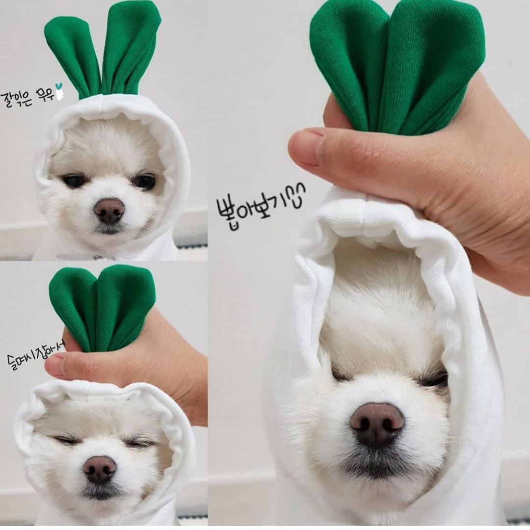 Cute Fruit Print Dog Hoodie - Warm Fleece Winter Coat