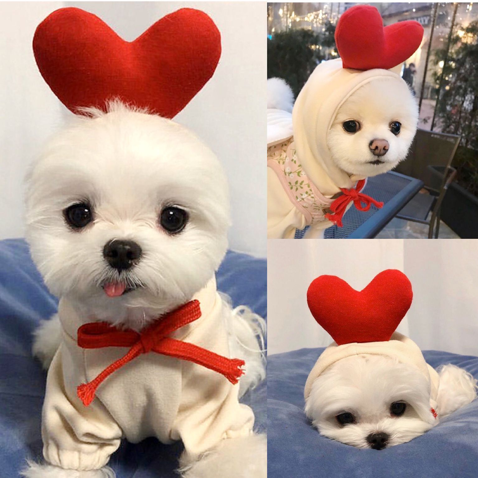 Cute Fruit Print Dog Hoodie - Warm Fleece Winter Coat
