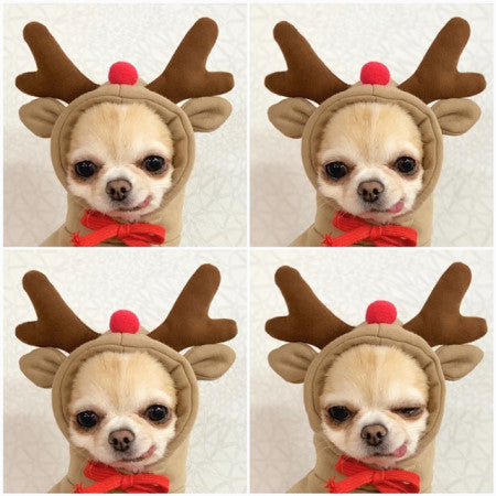 Cute Fruit Print Dog Hoodie - Warm Fleece Winter Coat