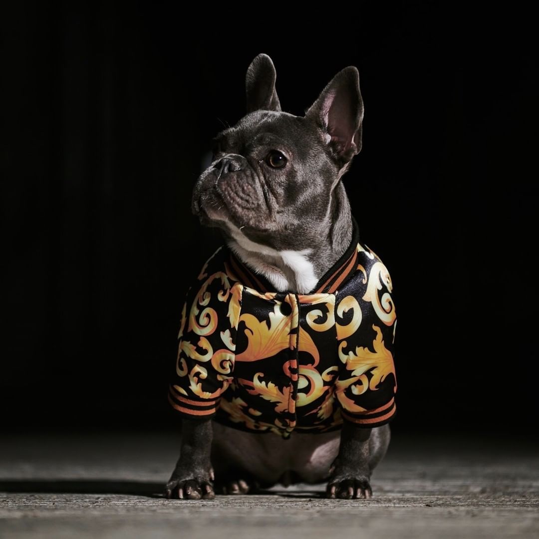 Golden Luxury Dog Coat