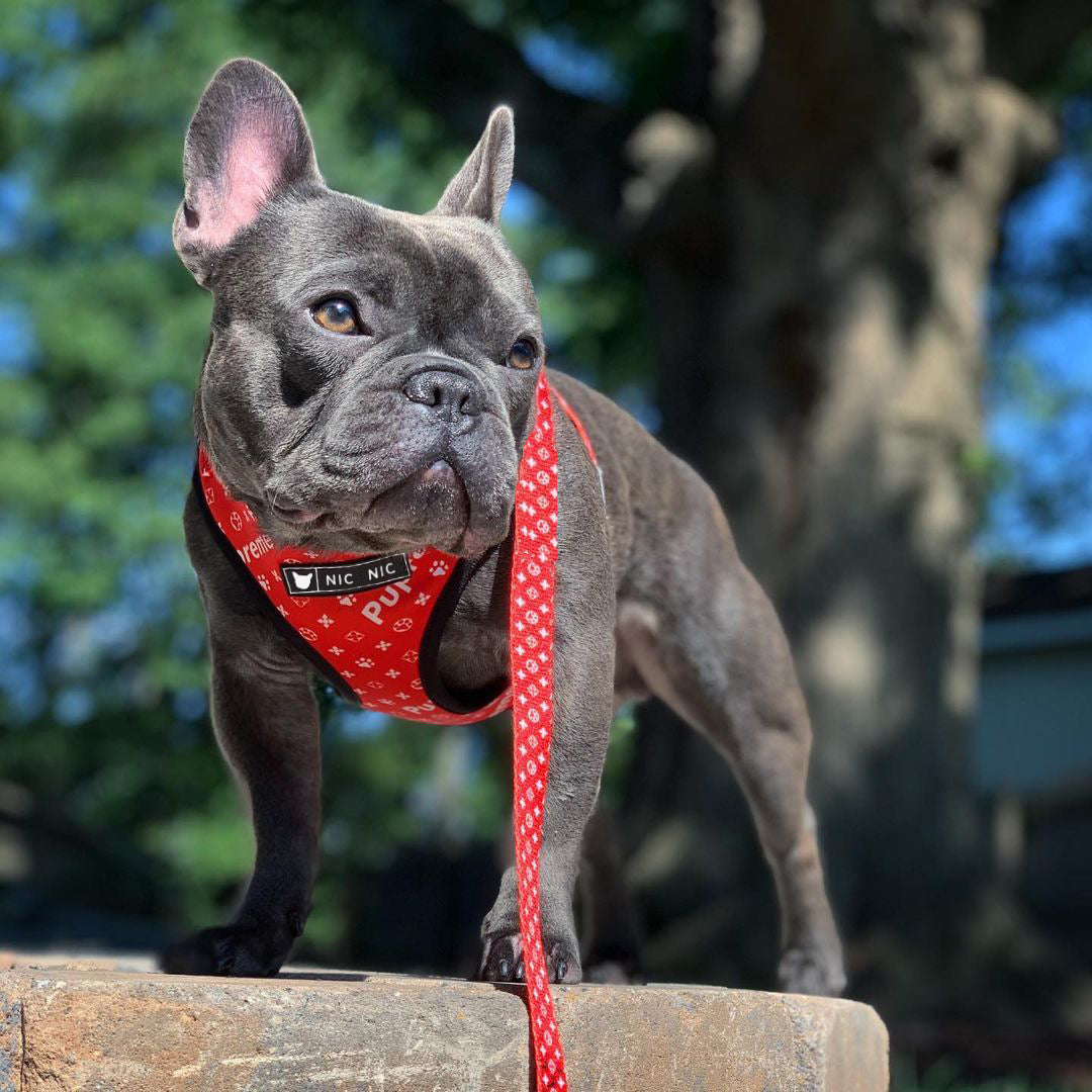 RedPooch Dog Harness | Harness, Lead or Set | S–XL