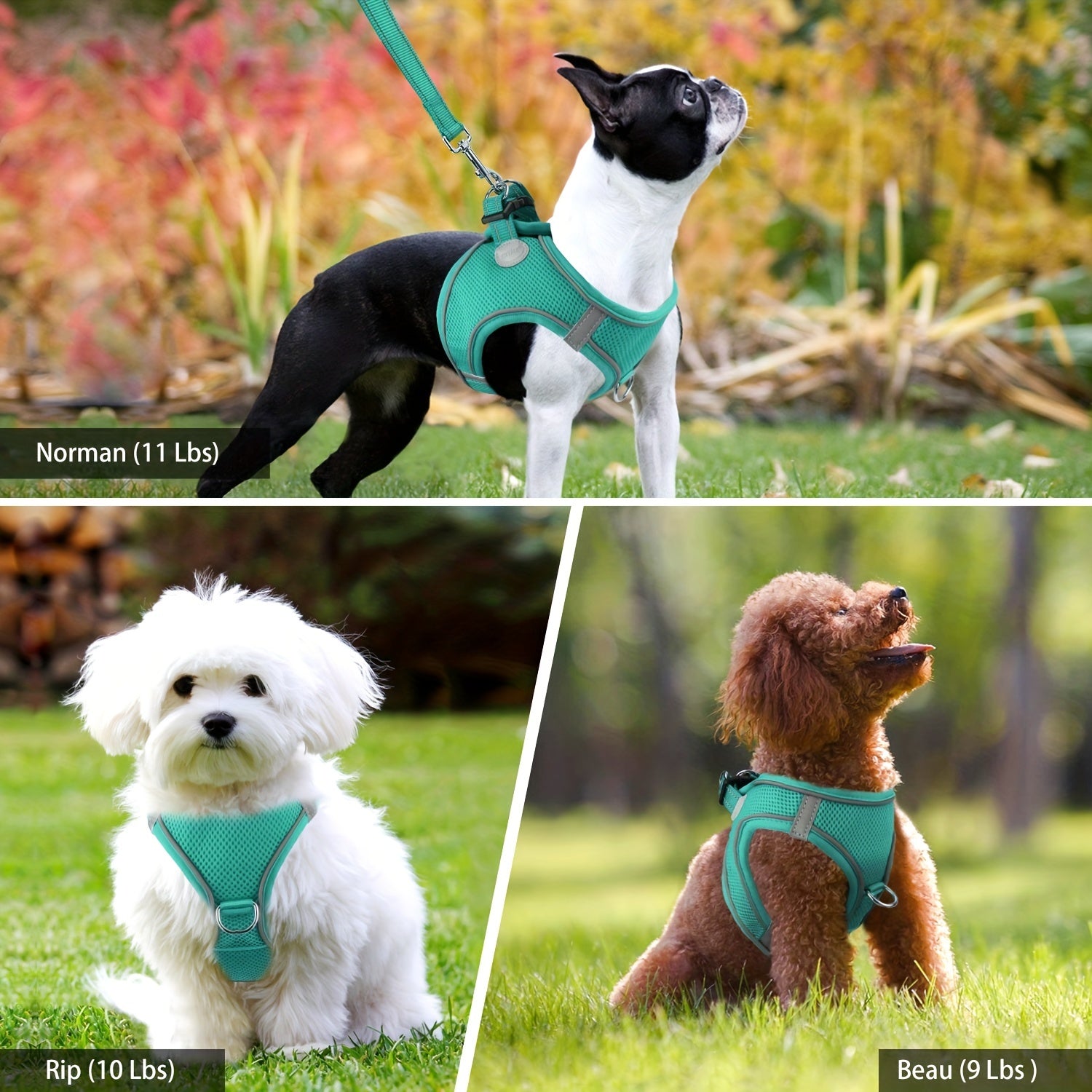 Joytale Step in Dog Harness and leash Set,Reflective Soft Padded Nylon Leash,Breathable Mesh Vest Harness and Leash for Small and Medium Dogs