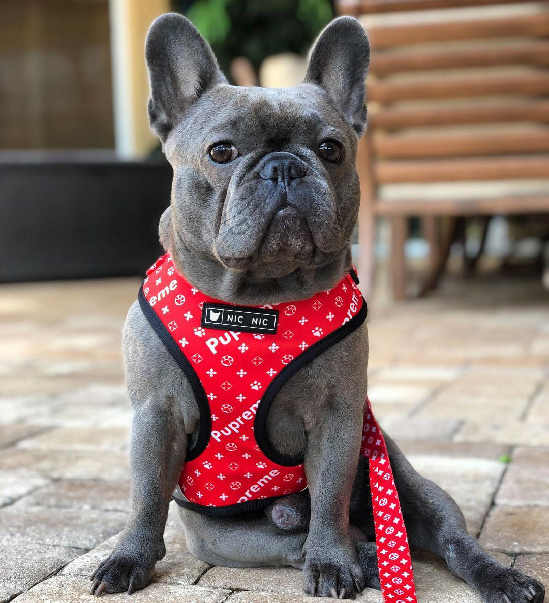 RedPooch Dog Harness | Harness, Lead or Set | S–XL
