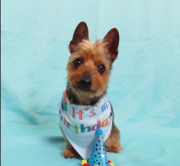 Pet Birthday Hat & Bandana Set - Celebration Crown for Dogs & Cats
