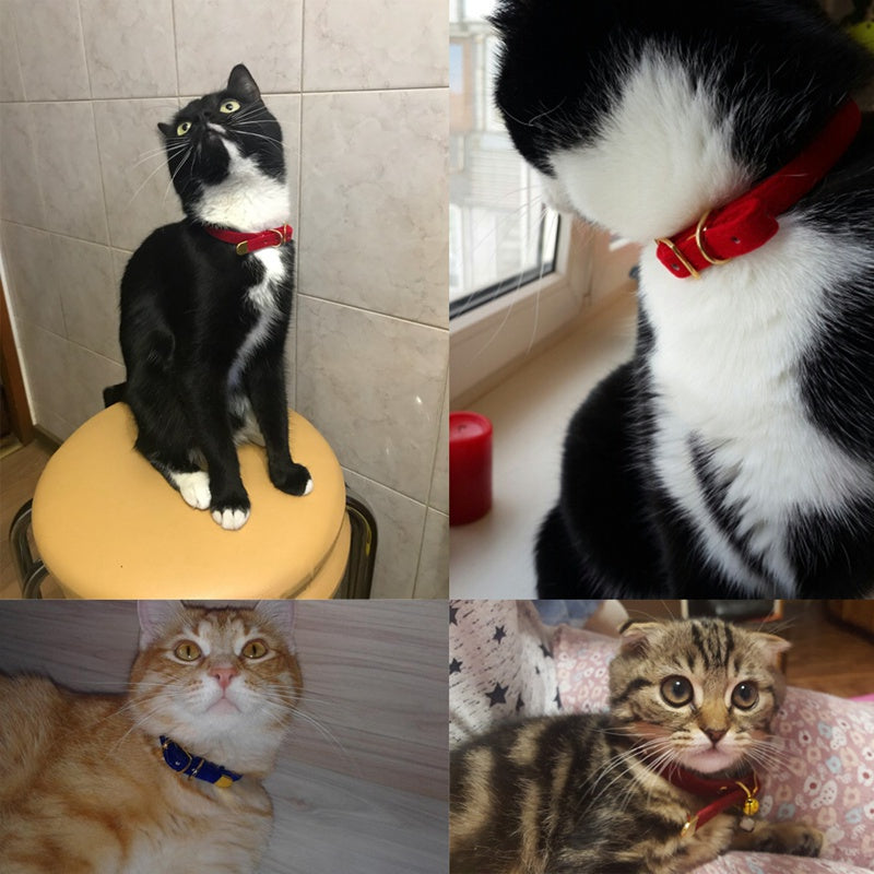 Flocked Velvet Cat Collar | Pink, Red, Black & Blue