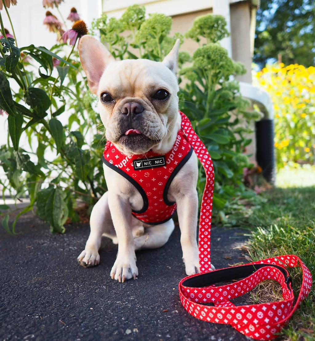 RedPooch Dog Harness | Harness, Lead or Set | S–XL