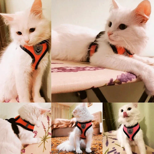 Adjustable Reflective Harness & Lead Set for Cats & Small Dogs | S, M & L