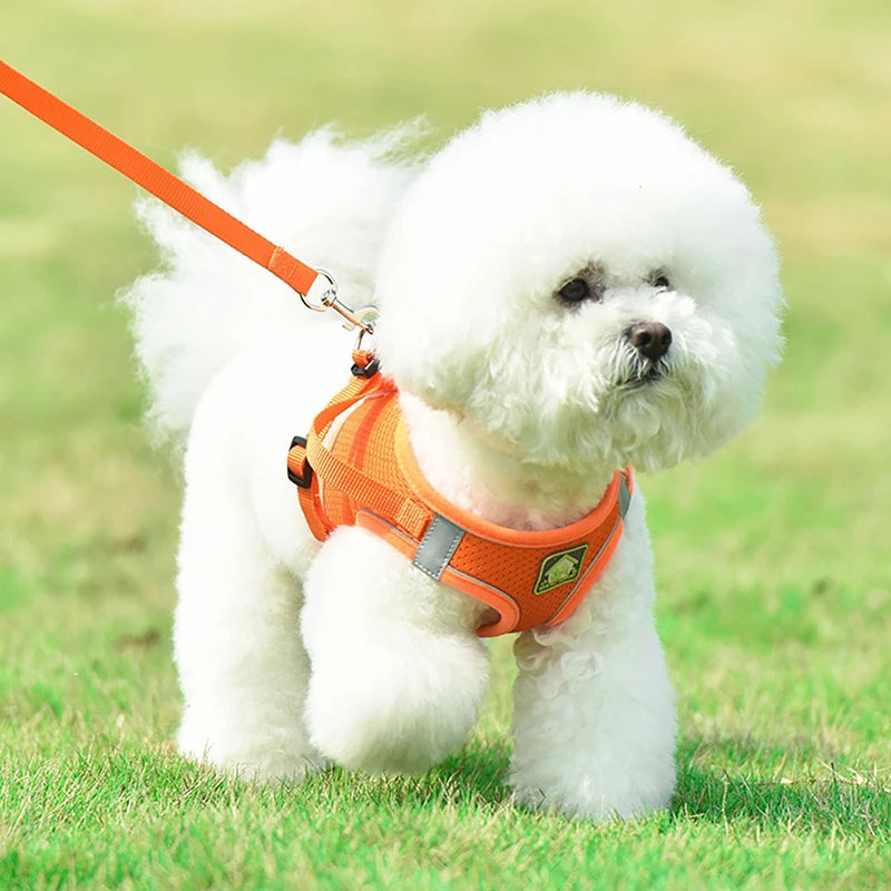 BellyRub Reflective Dog Harness – Adjustable Buckle Halter for Puppies & Small Dogs | XXS–L