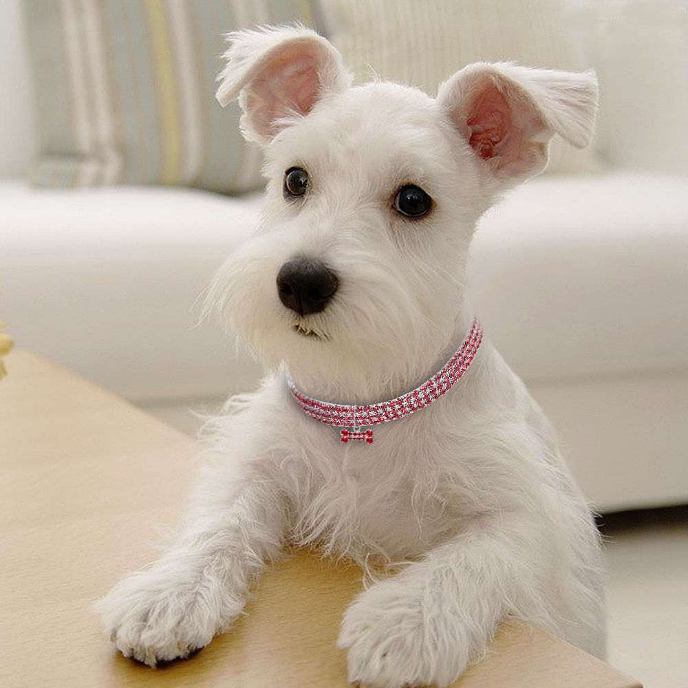 Rhinestone Bling Pet Collar – Crystal Studded Collar for Cats & Small Dogs | S, M & L