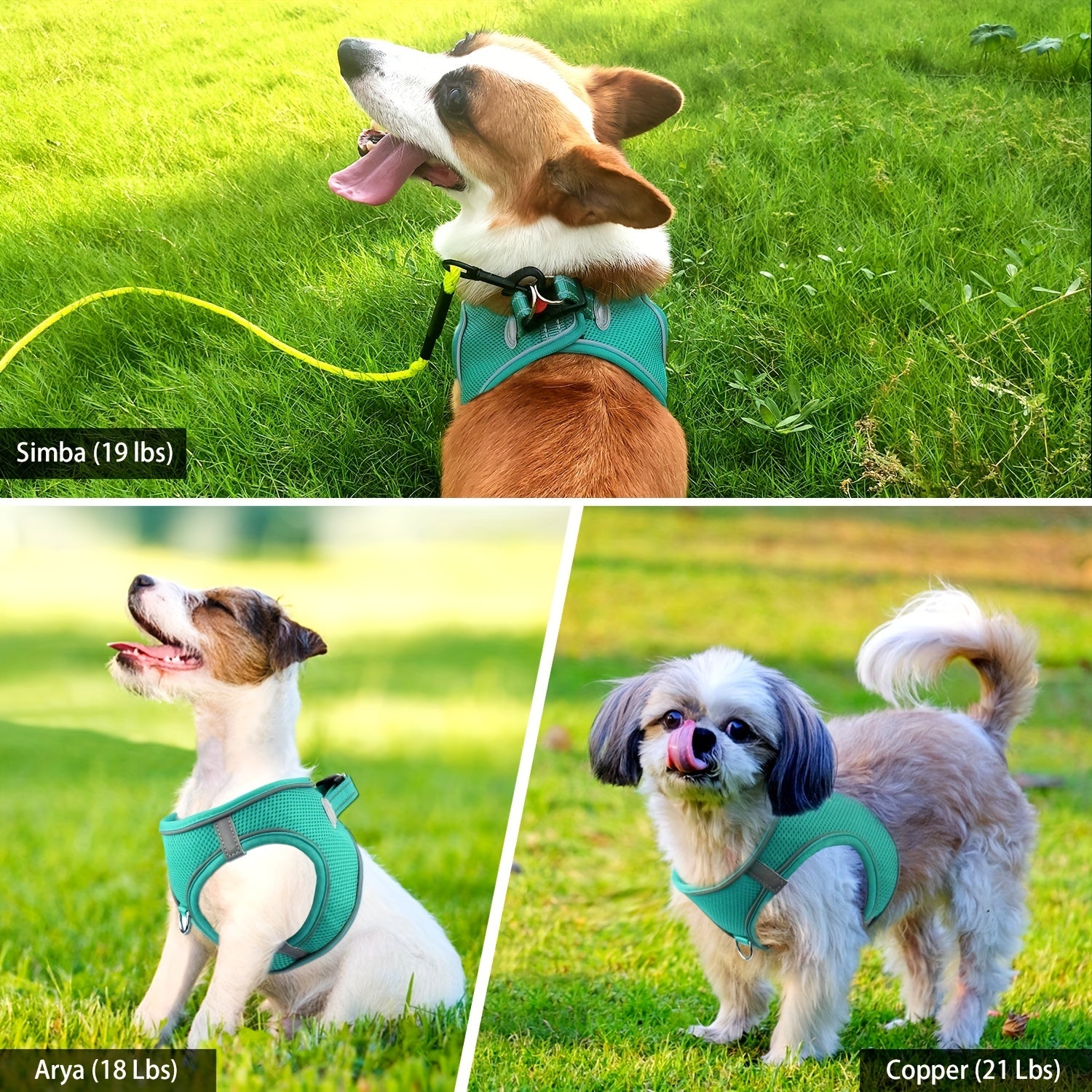 Joytale Step in Dog Harness and leash Set,Reflective Soft Padded Nylon Leash,Breathable Mesh Vest Harness and Leash for Small and Medium Dogs