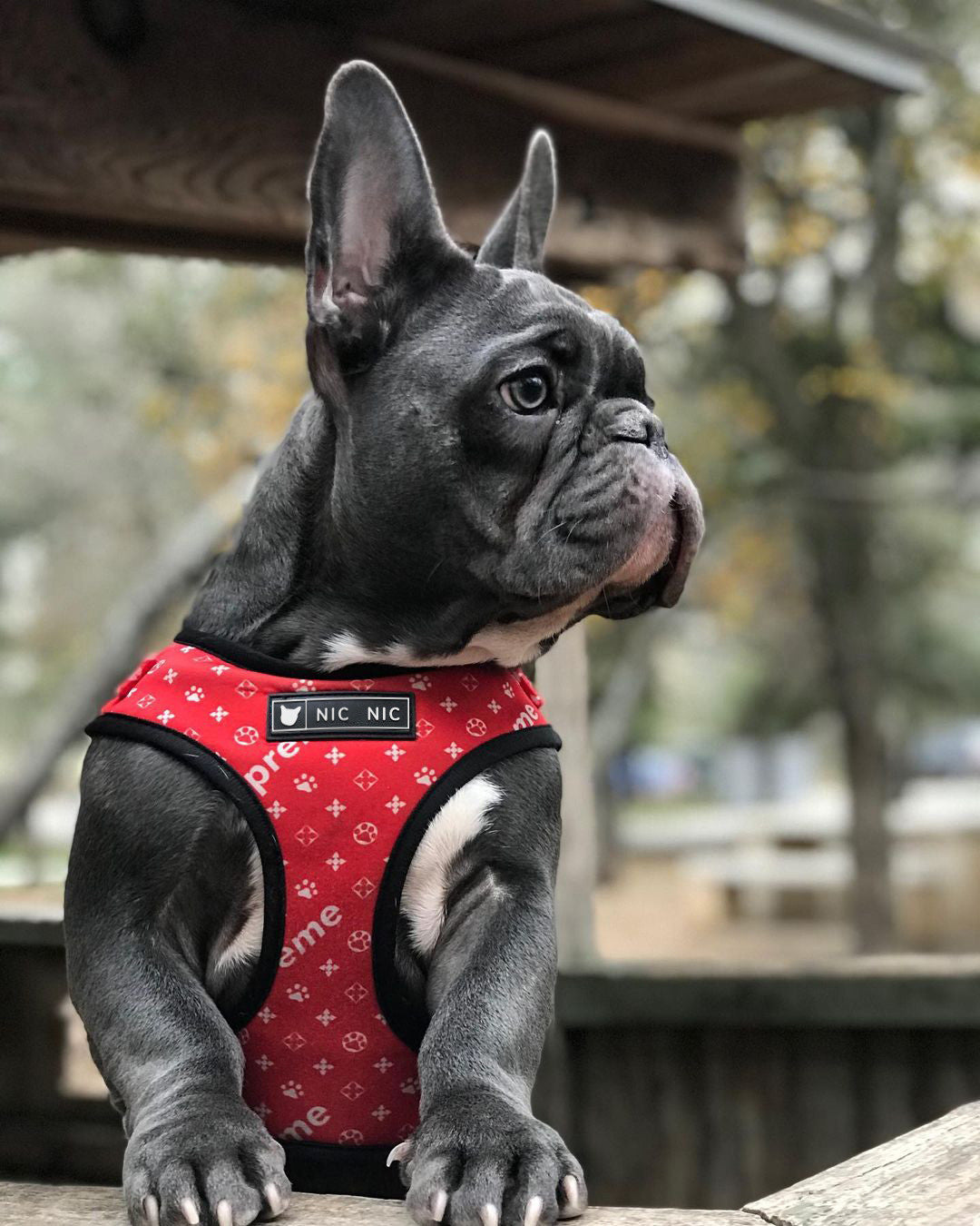 RedPooch Dog Harness | Harness, Lead or Set | S–XL