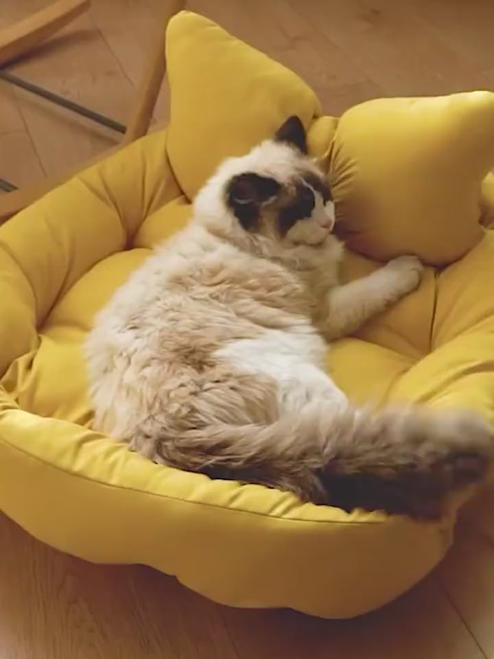 Pet Products